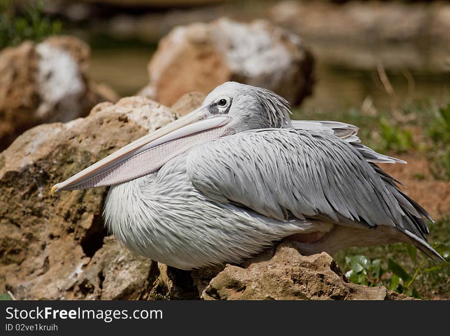 Close view of a Pink-backed Pelican bird on a zoo.