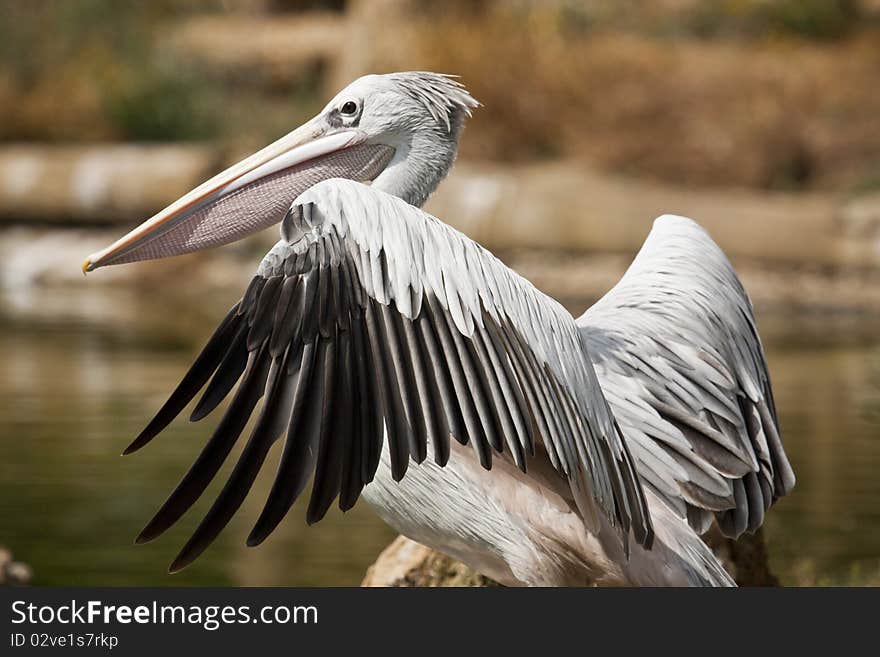 Close view of a Pink-backed Pelican bird on a zoo.