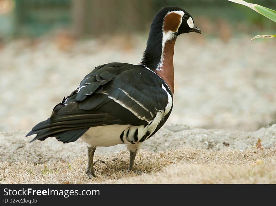 Red Breasted Goose on Shore