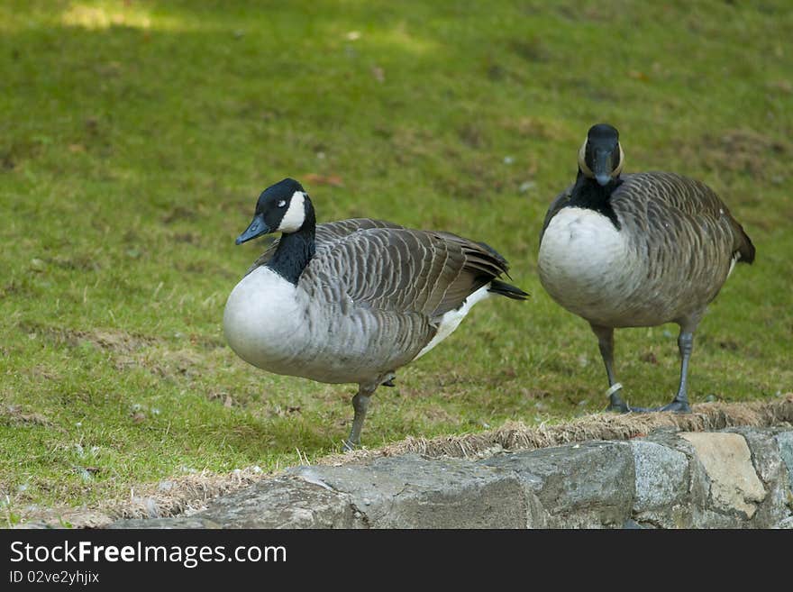 Canada Goose Pair