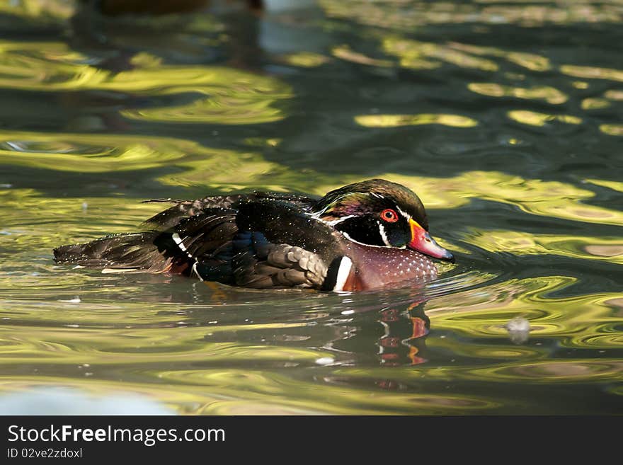 Wood Duck Drake on water