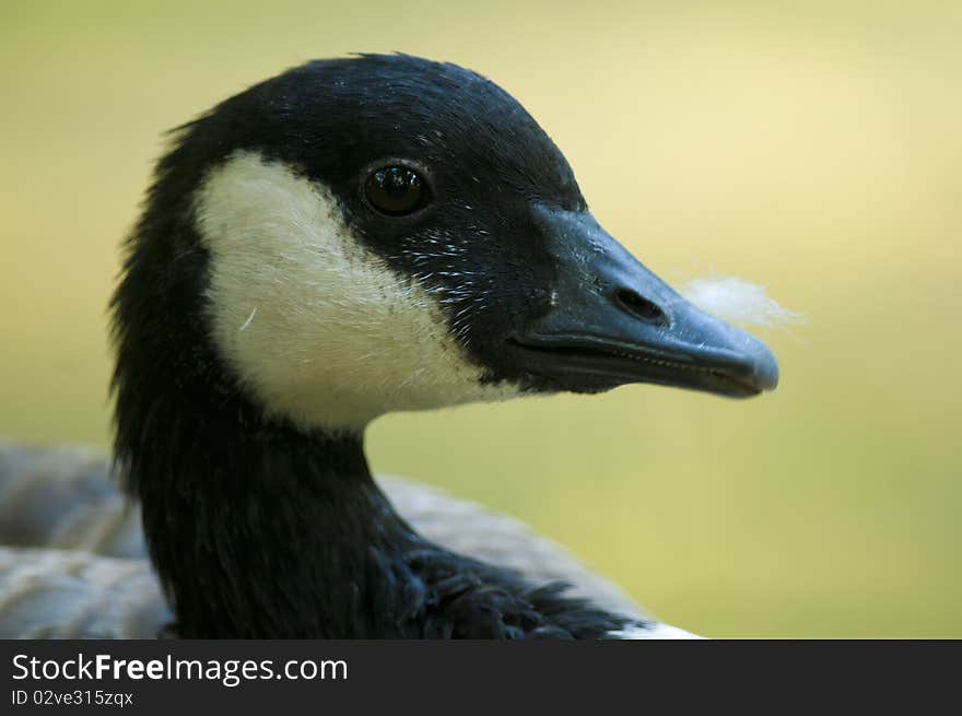 Canada Goose Portrait back light