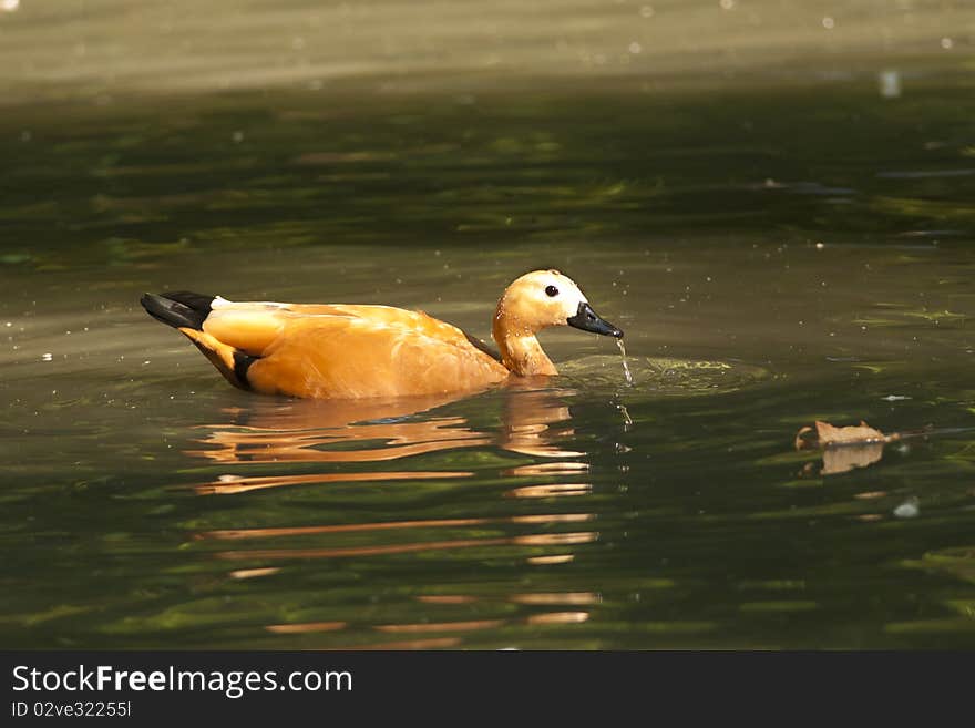 Ruddy Shelduck