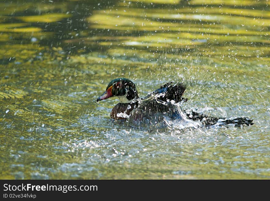 Wood Duck Drake splashing water