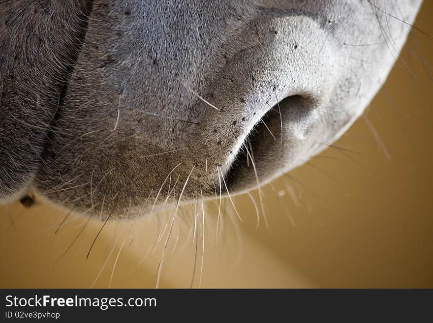 Close view of the snout of a donkey.