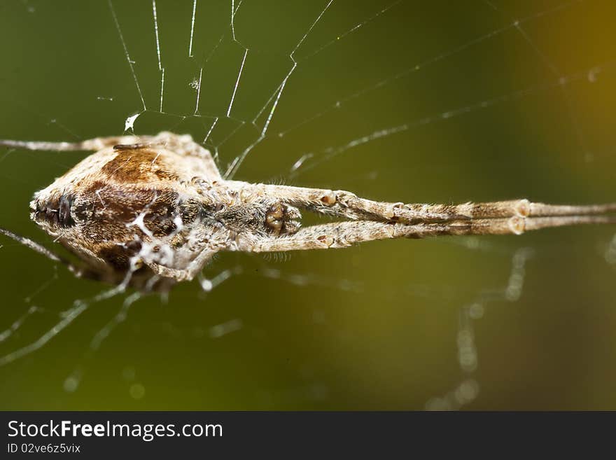 Below the spider belly