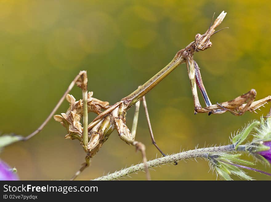 Female empusa pennata