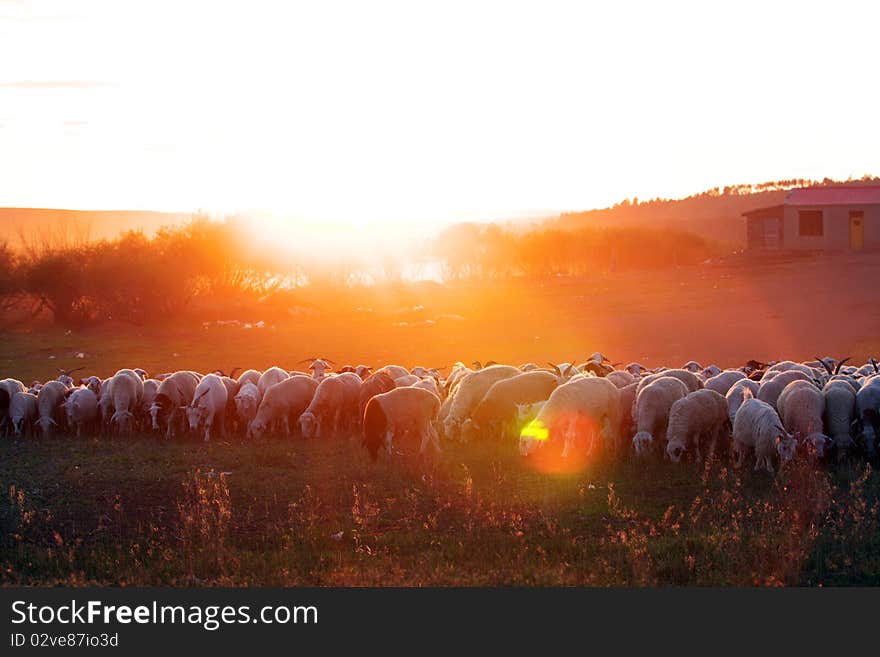 Colorful sheep in the sunset