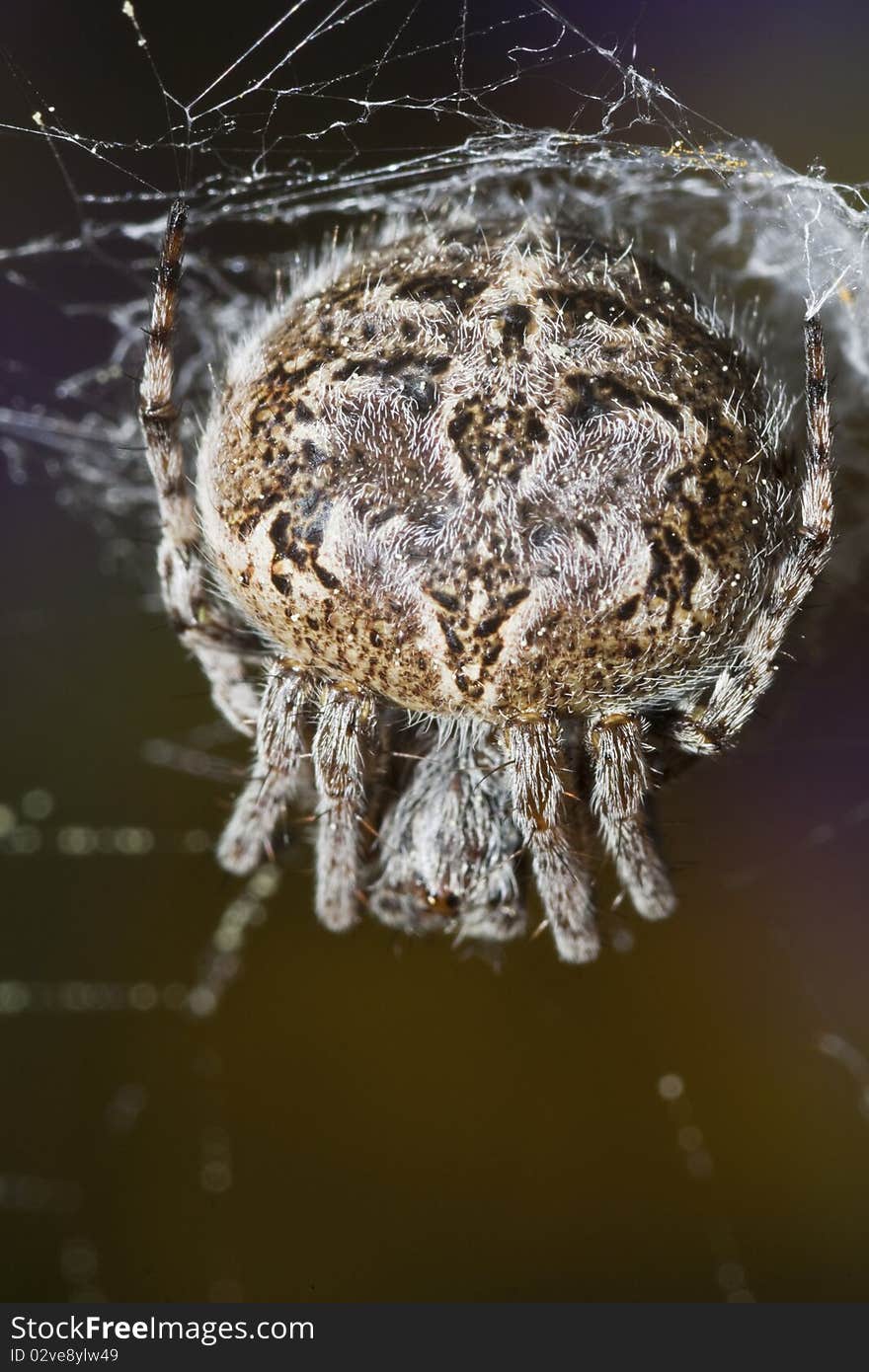 Spider macro