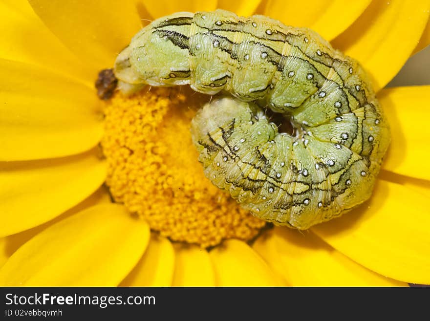 Close view of a coiled green caterpillar on a yellow flower. Close view of a coiled green caterpillar on a yellow flower