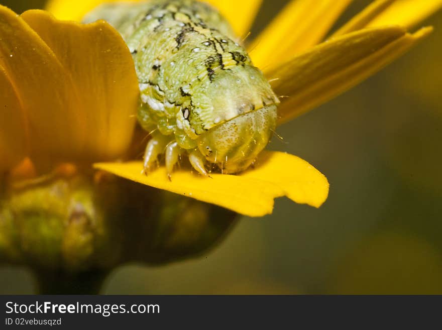 Green caterpillar