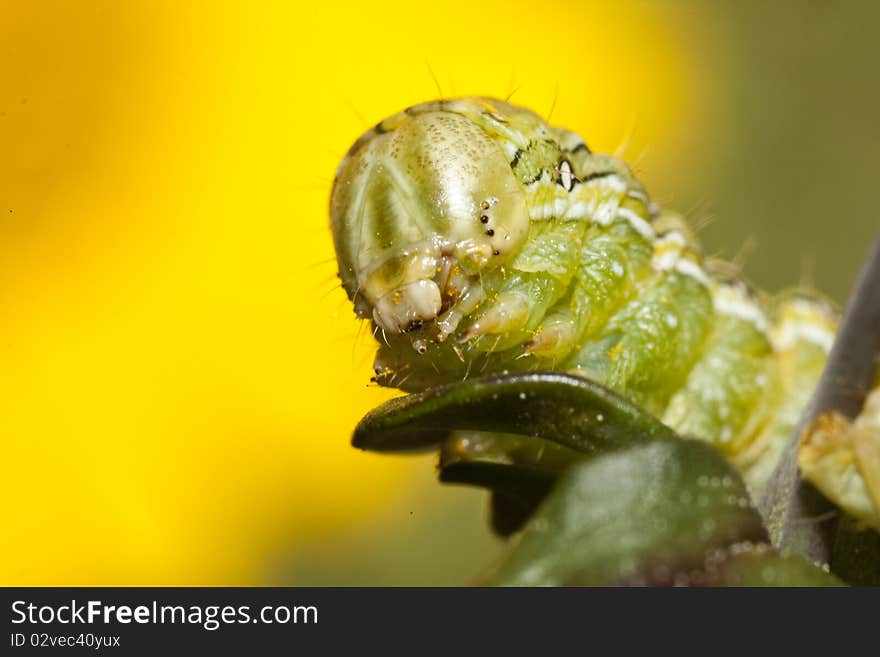 Green caterpillar