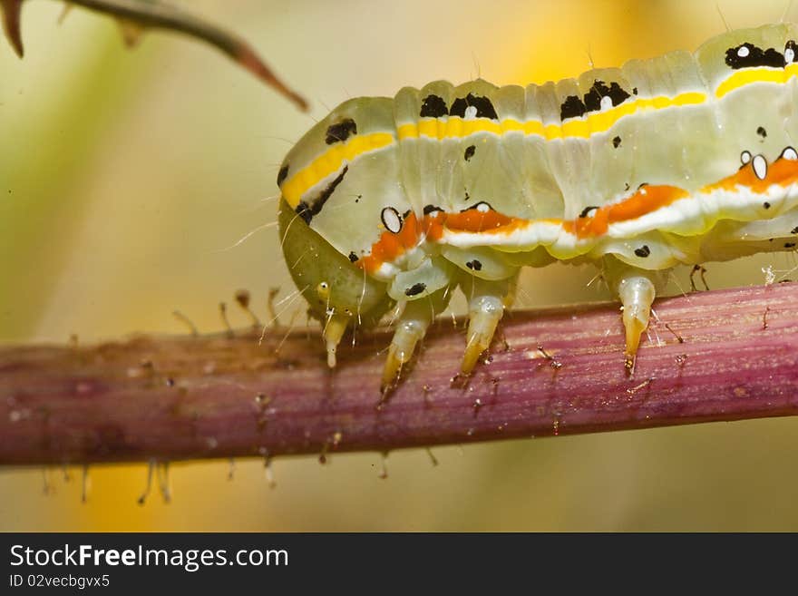 Green caterpillar