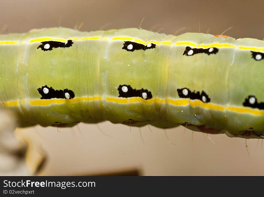 Green caterpillar