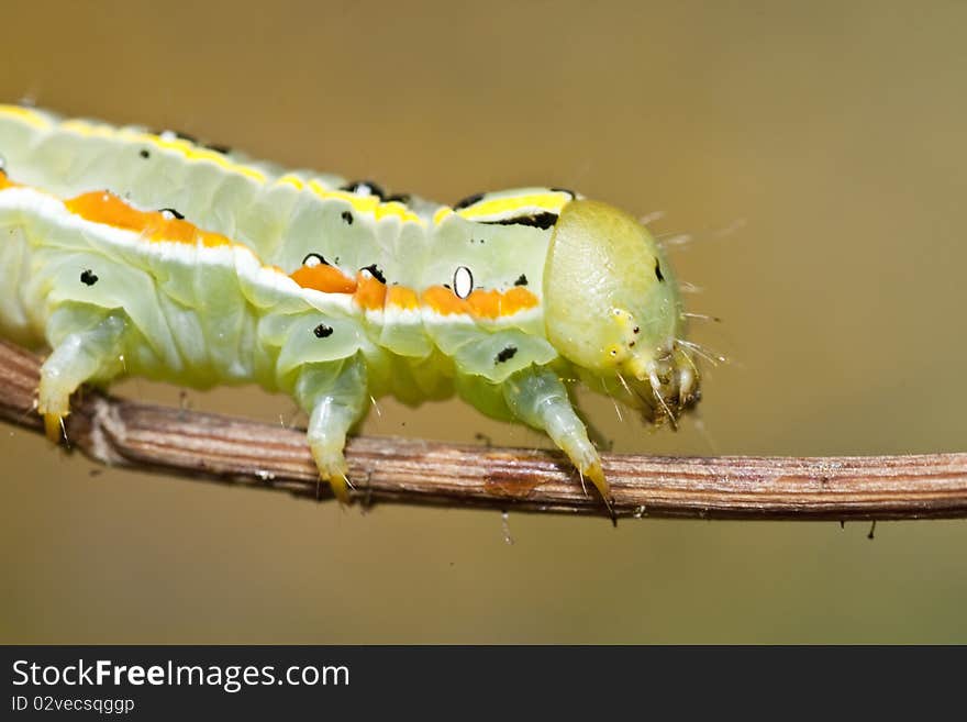 Green Caterpillar