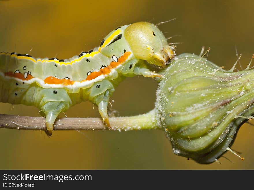 Green caterpillar