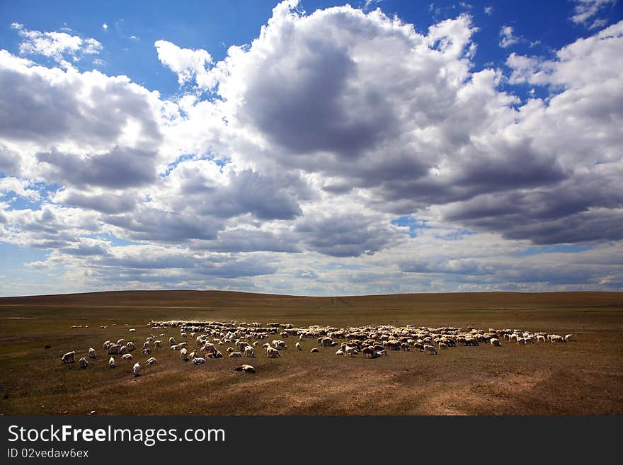 There are many sheep in the pasture