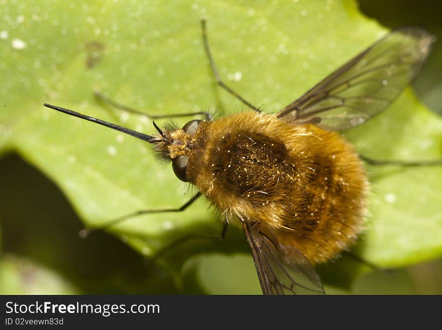 Close up view of a Bombylius major fly on a leaf