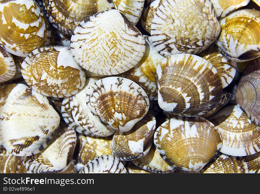 Stripes shell in the exhibition shows city Huahin shellfish , Thailand ,