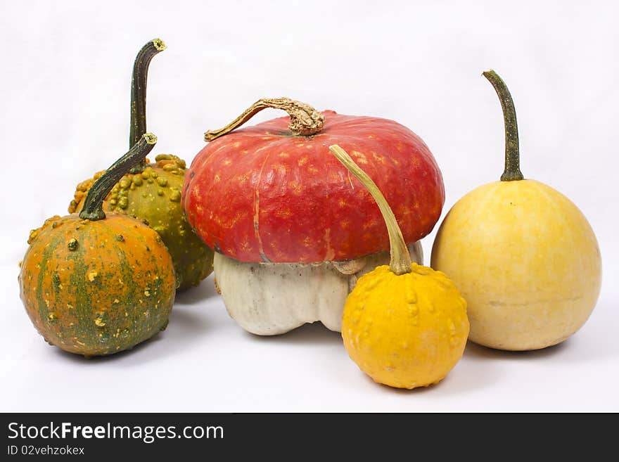 Five different pumpkins