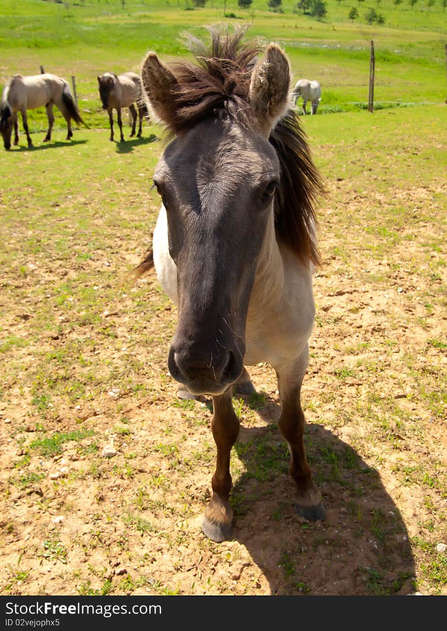 Horse On Field