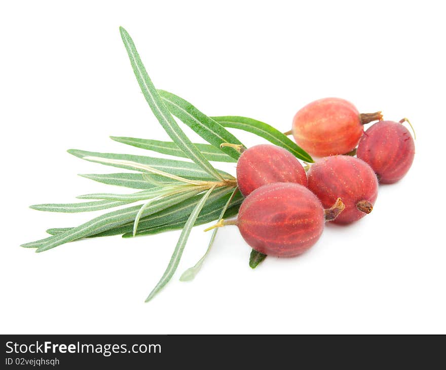 Red gooseberries