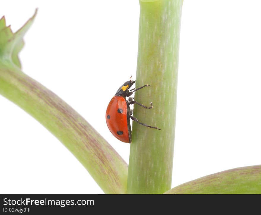 Ladybug on a plant