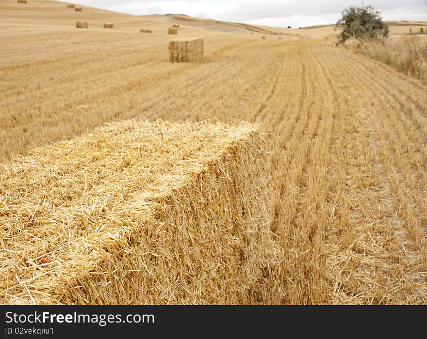 Hay bales in a field