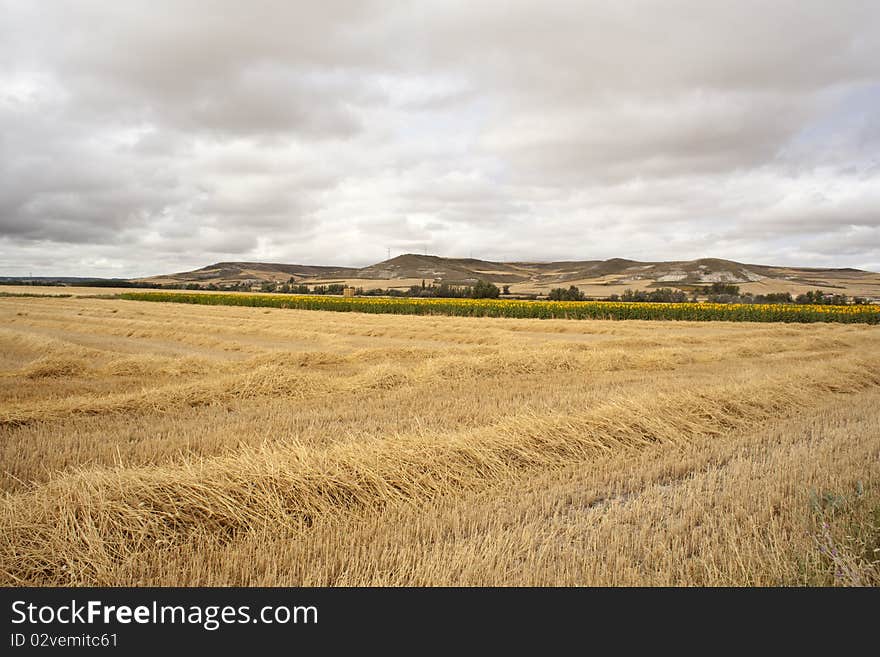 Rural scene