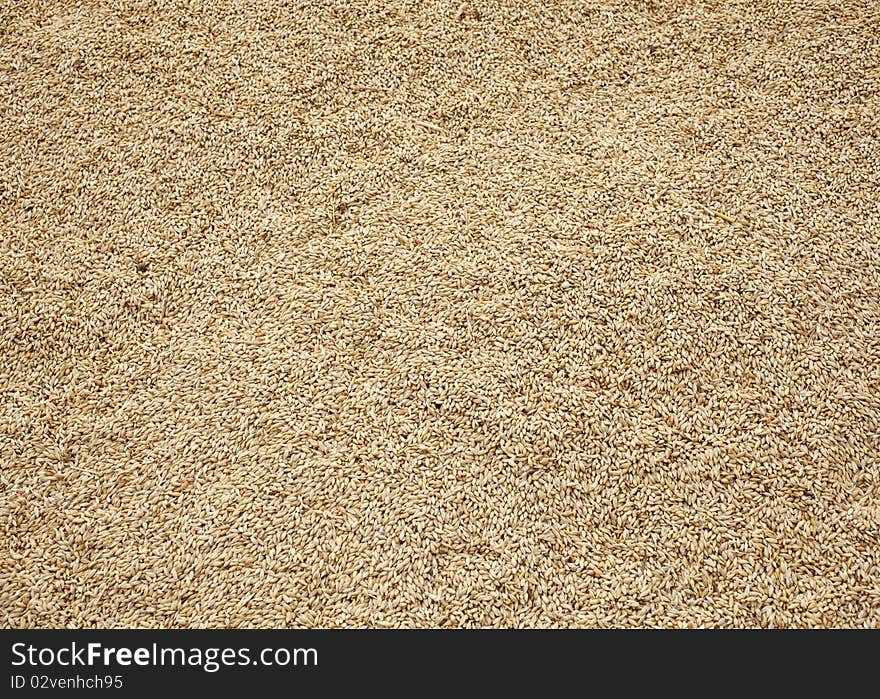 A texture with Wheat crop