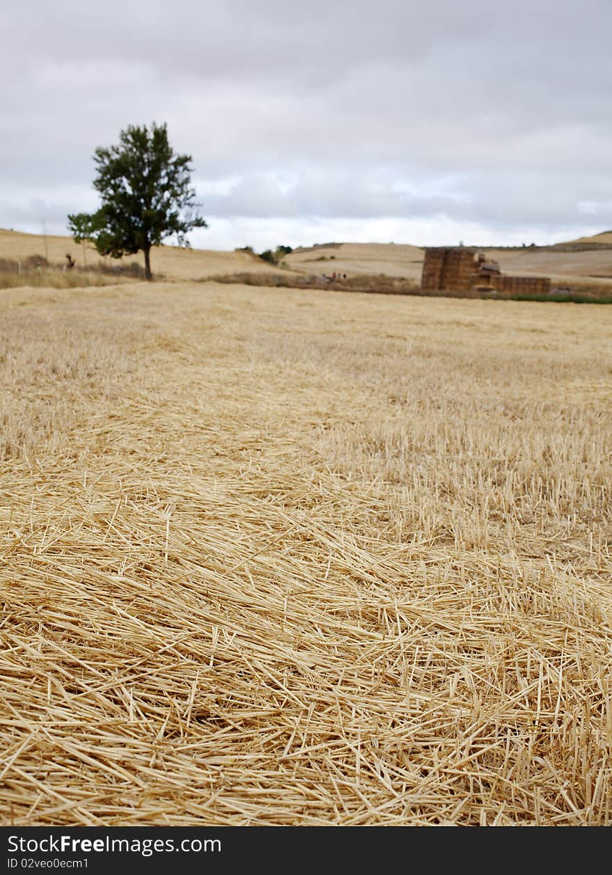 Rural scene