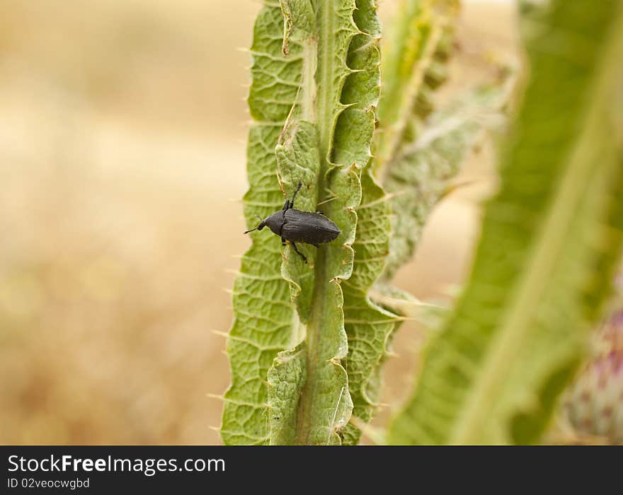 Insect On The Plant