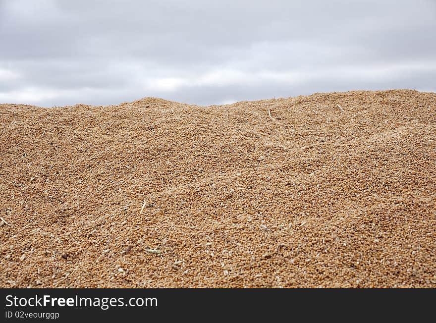 Wheat crop with clouds sky backgrounds