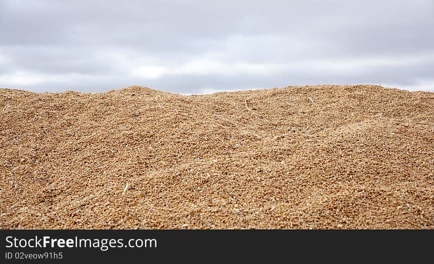 Wheat crop with clouds sky backgrounds