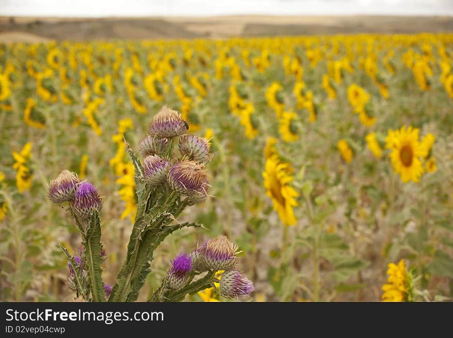 Thorny flowers with sunflowers in the background