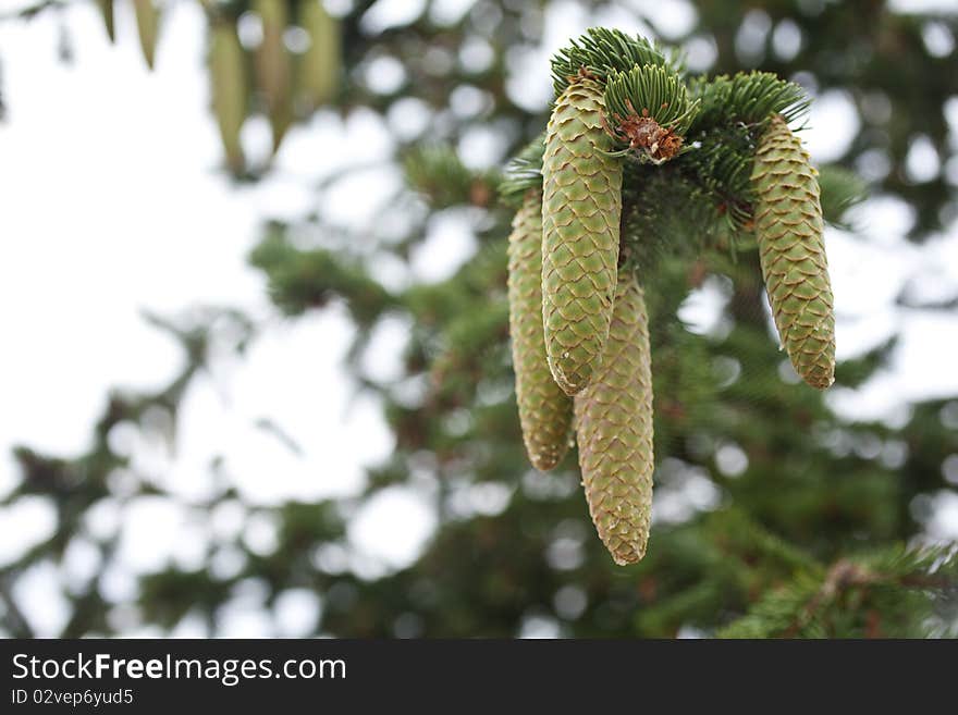 Pine cone