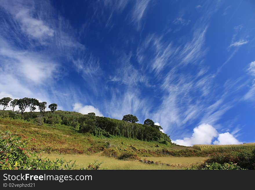 Grass field under beautifull sky