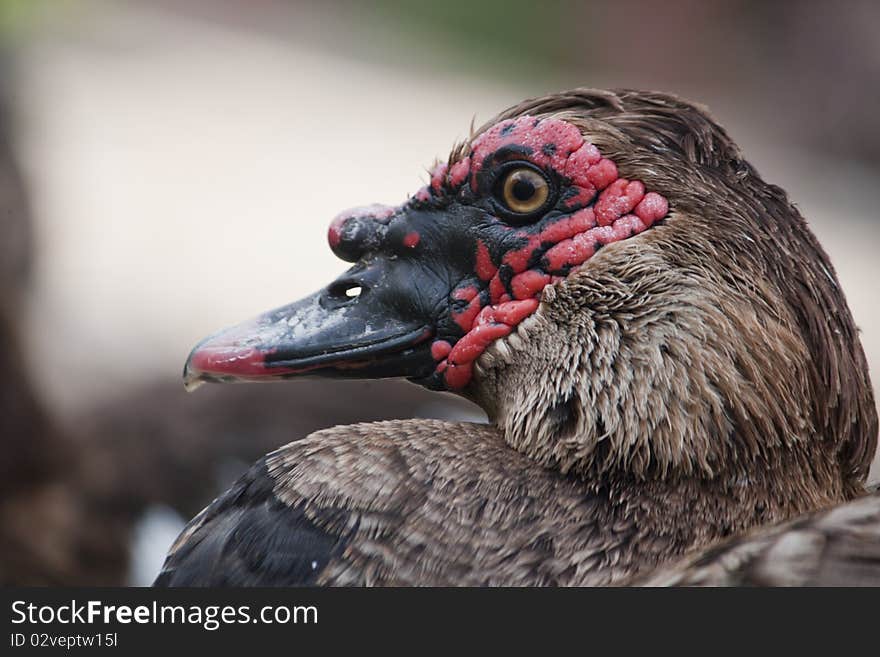Close view of the head of a duck.