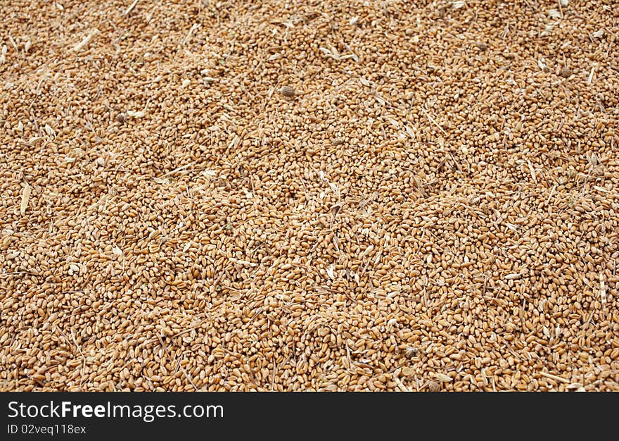 Wheat Crop