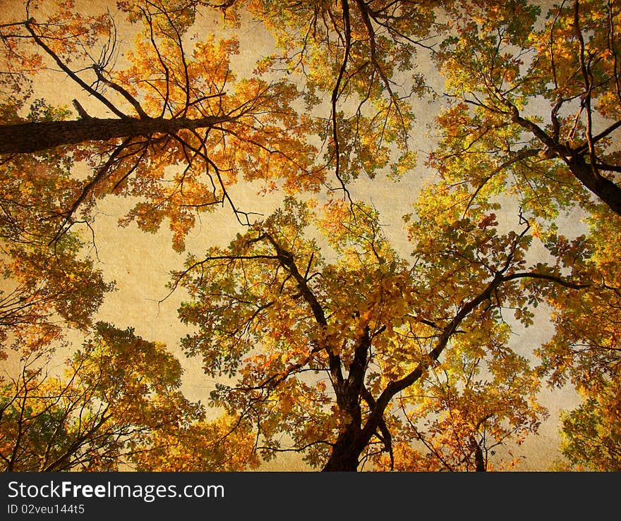 Old paper. retro image of Autumn Trees on the sky background. Old paper. retro image of Autumn Trees on the sky background