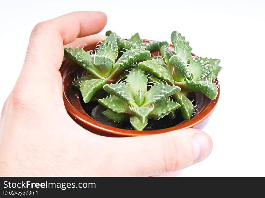 Green plant in hand to be green