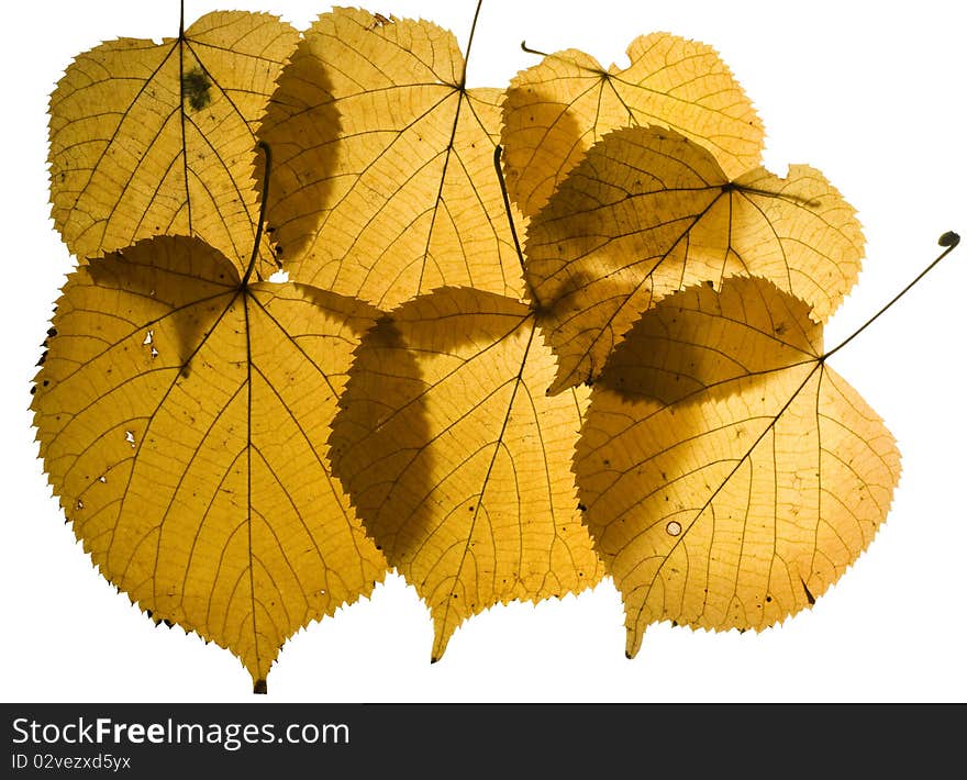 Collection autumn leaves of lime tree isolated on white background