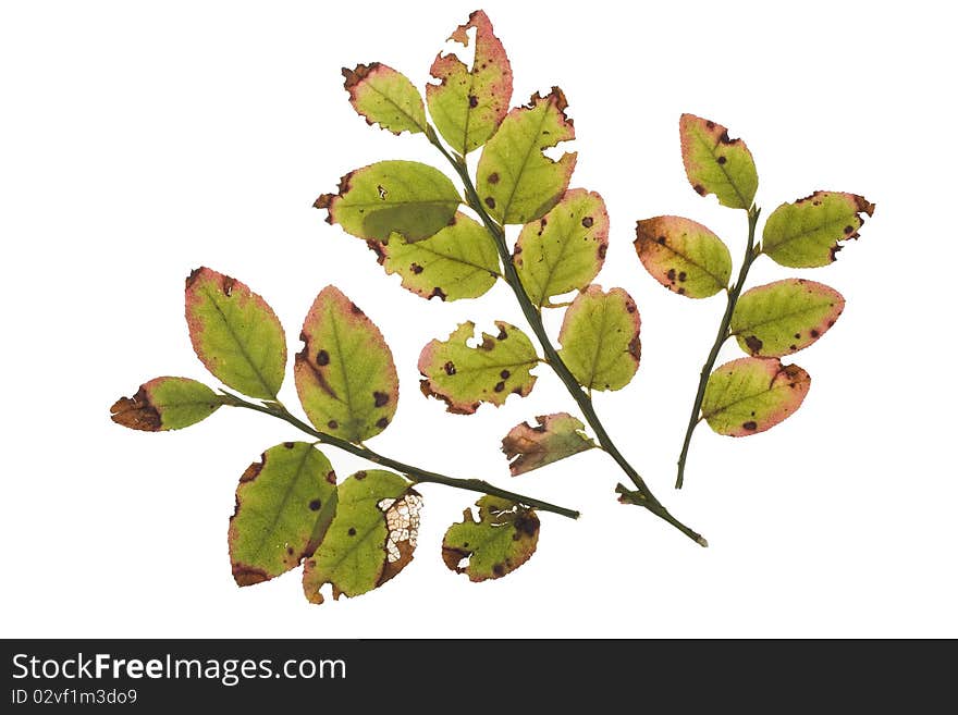 Autumn leaves of bilberry bush