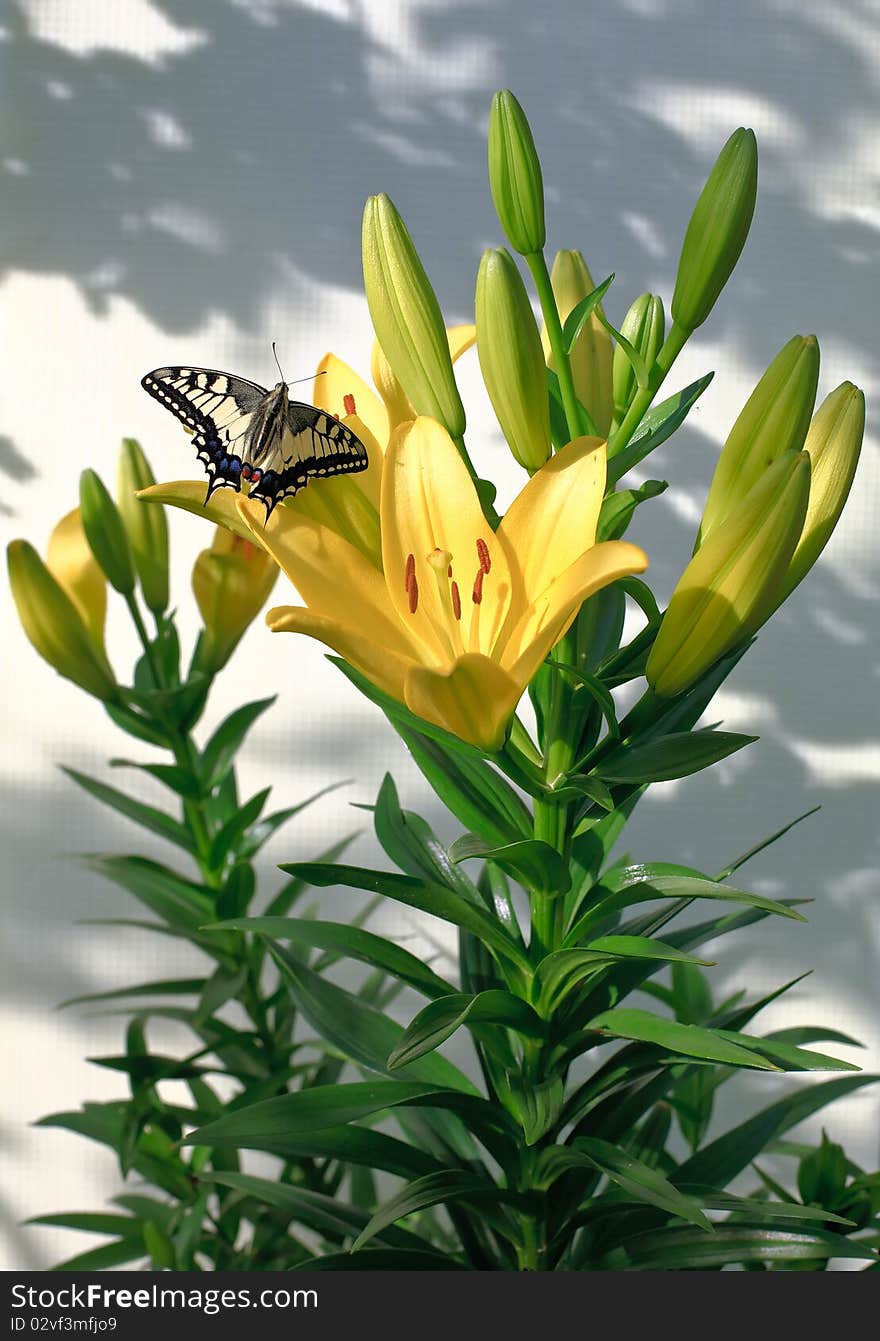 Lilies and Butterfly