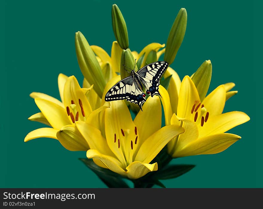 Lilie S Swallowtail On Green