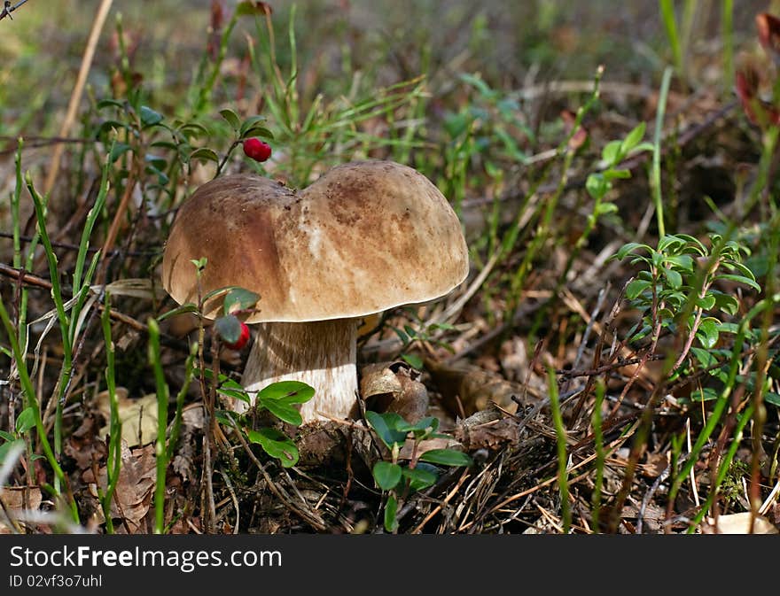 Wonderful Mushroom