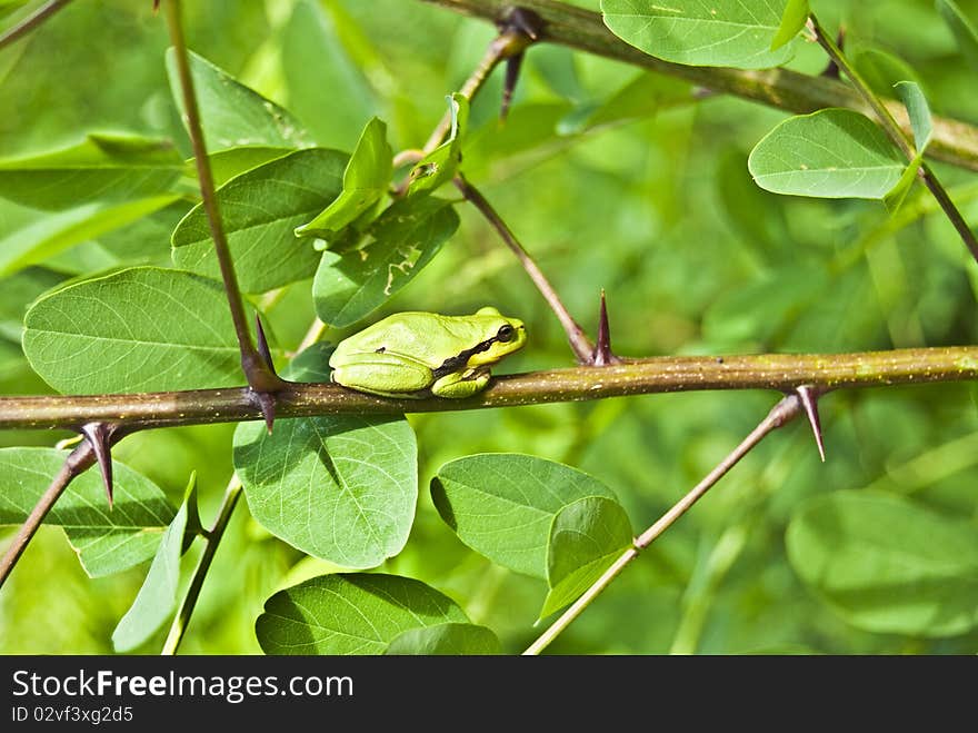 Small Green Frog