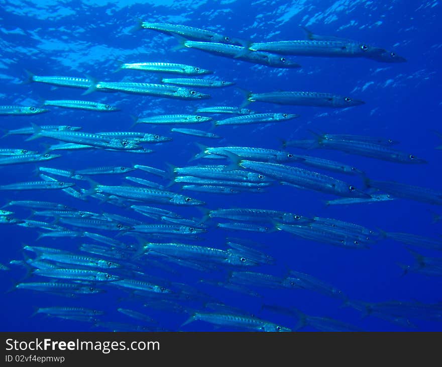 A swarm of barracudas swimming by. A swarm of barracudas swimming by