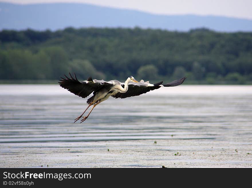 The Great Heron in flight over the Danube