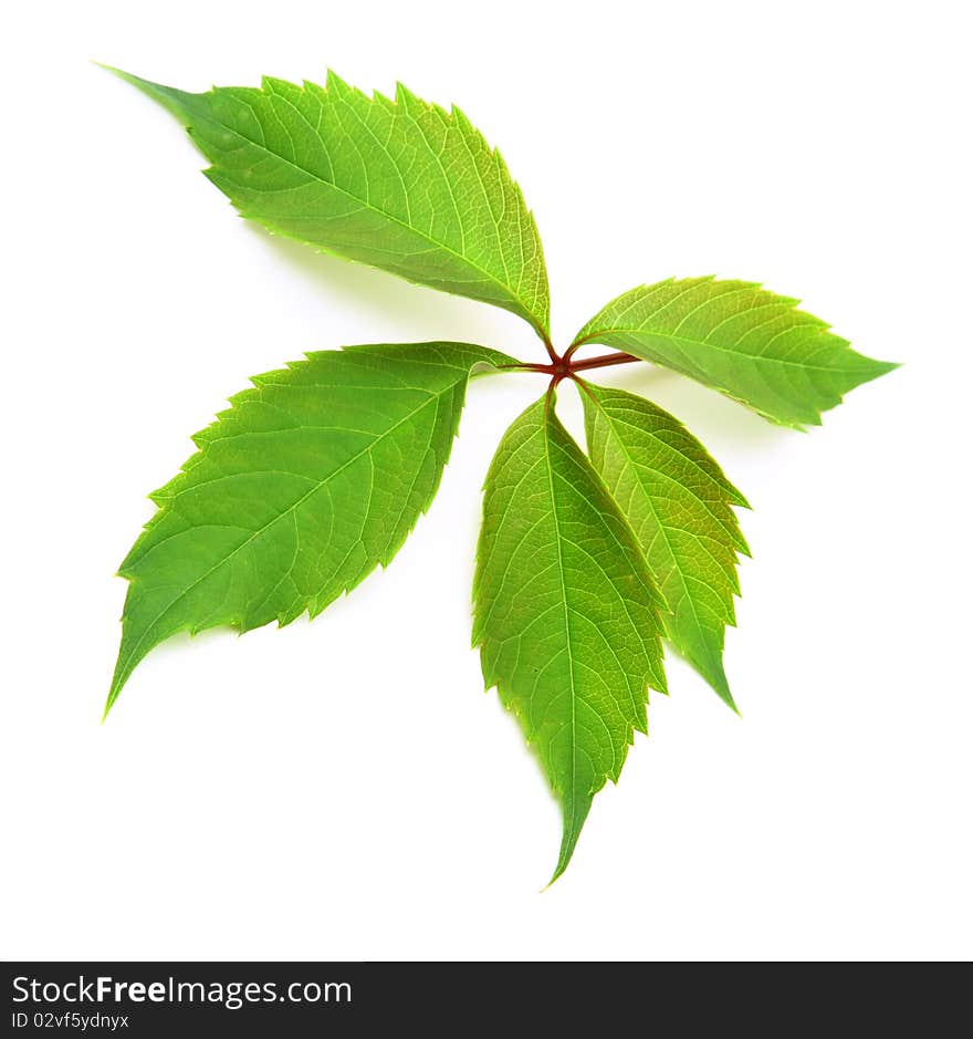 Picture of bright vine leaf over white